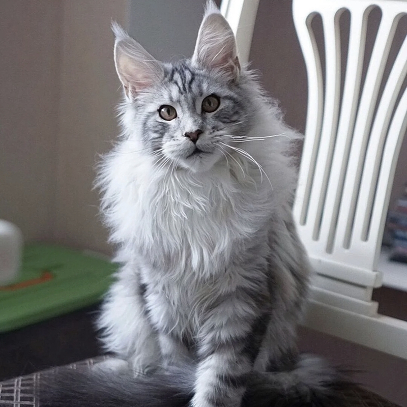 猫舍直销,批发价出售,缅因猫